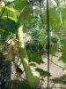 Courge gigantesque | Gigantic squash